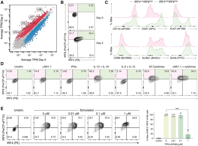 Virus-experienced NK cells simultaneously upregulate IRF4 and IRF8. (A) Expression of IRF family members on day 0 and day 2 PI as transcript per million (TPM) as assessed by bulk RNA-seq. Highlighted dots indicate DEGs on day 2 versus day 0, respectively. (B) Representative flow cytometry plots of at least 2 experiments showing the expression of IRF4 and IRF8 on Ly49H  NK cells from day 0 and day 2 PI. (C) Representative histograms (N = 2 experiments) of various indicated markers gated on IRF4HighIRF8High or IRF4LowIRF8High Ly49H  NK cells from day 2 PI, as illustrated in (B). (D) Representative flow cytometry plots (N = 2 experiments) depicting the expression of IRF4 and IRF8 on NK cells following the indicated stimulation ex vivo. (E) Representative flow cytometry plots (N = 2 experiments) and quantifications of max. percentage of IRF4High IRF8High upon stimulation in the presence of NFκB inhibitor, TPCA (n = 4–6 biological replicates).