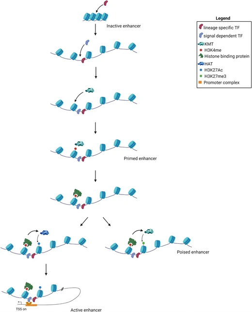 Stepwise enhancer activation mechanism.