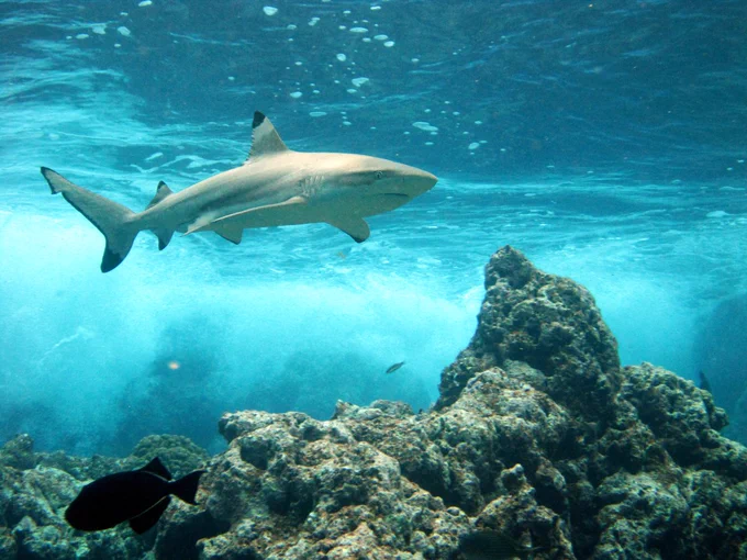 Shark swims over a coral reef.