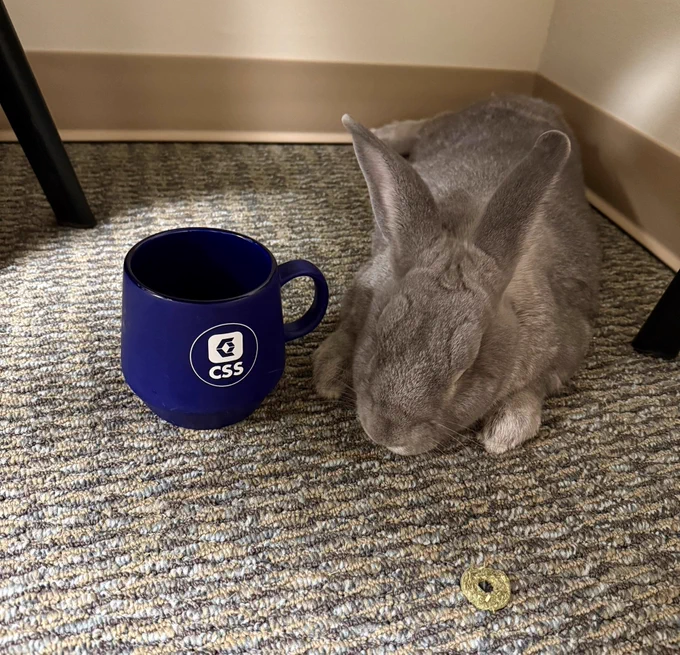 Bunny face down next to a CSS mug