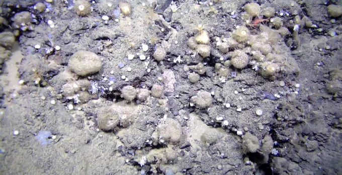 Foto de un campo de esponjas del Atlántico Norte de la especie Geodia hentscheli a más de 2.000 metros de profundidad. Paco Cárdenas