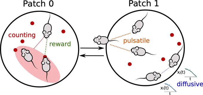 A schematic of two environment patches, depicted as two circles labeled patch 0 on the left and patch 1 on the right. Patch 0 has three mice surrounded by red circles, with two of the mice inside of a light red ellipse. To the left of the mice is the label counting in red text and reward on the right in green text. A pair of left and right arrows sits at the interface between the two patches. Patch 1 shows three mice arranged in a triangle labeled pulsatile in orange. Between them and another pair of mice in the lower right corner are several red dots. Outside of the circle and next to the mice on the right are two graphs with downward sloping lines with t on the x axis and xj(t) or xi(t) on the y axis. The text next to these graphs reads diffusive in blue. 