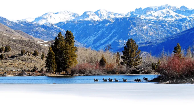Mule deer migrate across the half-frozen Fremont Lake, which the Wyoming Unit identified as the top threat to the longest-known migration in the United States. Photograph credit: Mark Thonhoff, Bureau of Land Management.