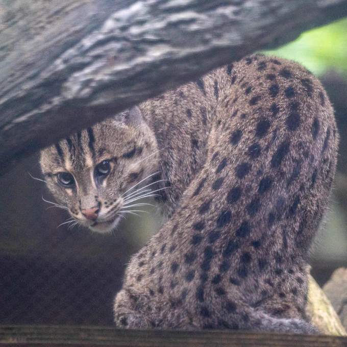 A fishing cat explores its habitat on Asia Trail. Credit: Skip Brown/Smithsonian