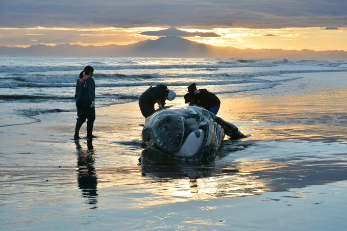 SNH15045 Humpback whale https://kujira110.com/?p=1941
