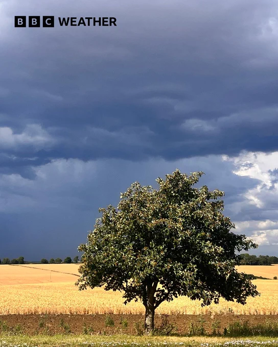 A tree in the foreground with a field of golden wheat behind. Above are widespread grey rain clouds.