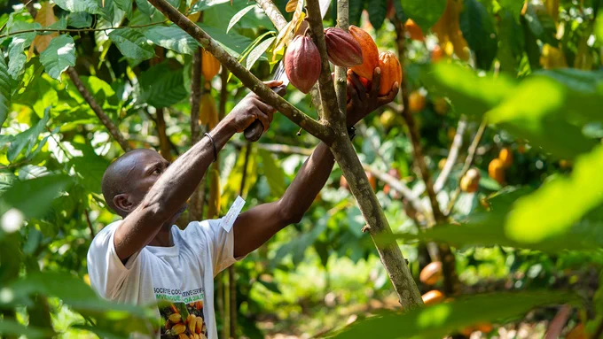 IMAGE : Photo nommée "Le temps du cacao", par Arturo Duarte-Sierra de l'Université Laval.