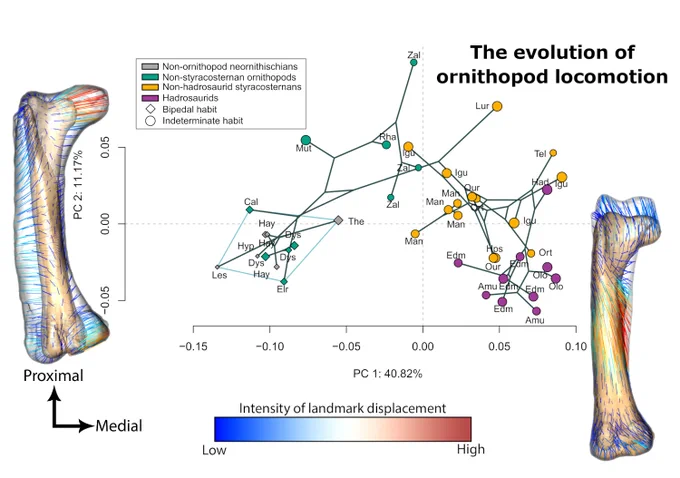 Plot in the centre shows the first two PC axes in the phylomorphospace of variation in theoretical shape of ornithopod limb bones. Different colours indicate different groups (non-ornithopod neoornithiscians in grey, non-styracosternan ornithopods in green, non-hadrosaurid styracosternans in yellow and hadrosaurids in purple). Bipedal taxa are shown as diamonds and those of indeterminate habit as circles. The vertical axis represents PC2, and the model on the left indicates landmark displacement between the two end members (low displacement in blue; high displacement in red; see scale at bottom). Model on the right shows a similar picture for the horizontal, PC2 axis.