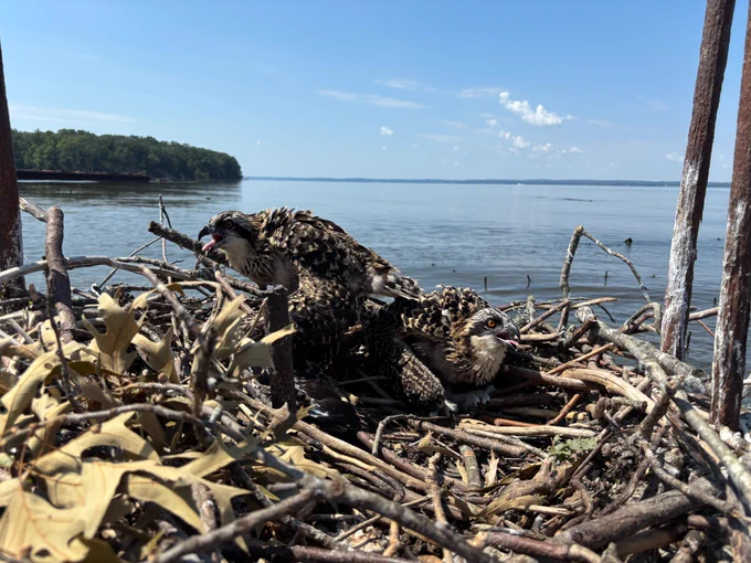 Two fluffy brown and white juvenile ospreys in a large nest