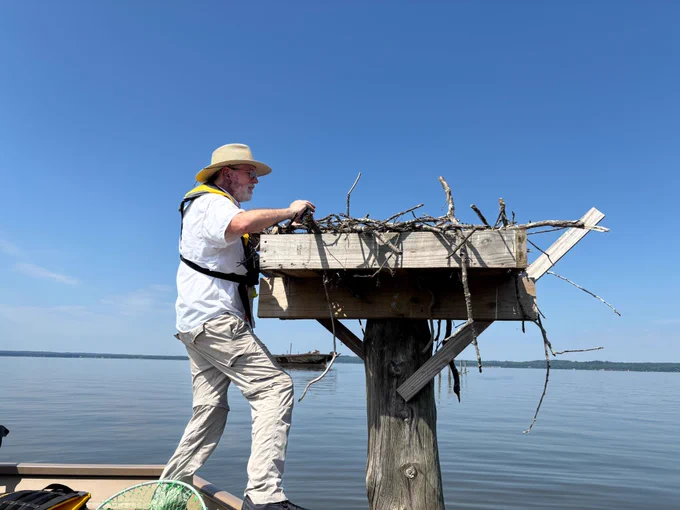 A man stands on a boat next to a large, wooden platform with an osprey nest on top, made of sticks and branches. In the background, there is a wide expanse of water.