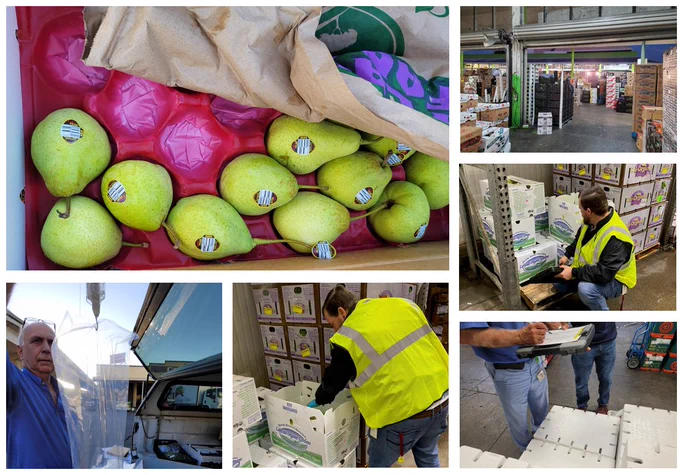 Fotografías de científicos de la DPR recolectando muestras de frutas y verduras.