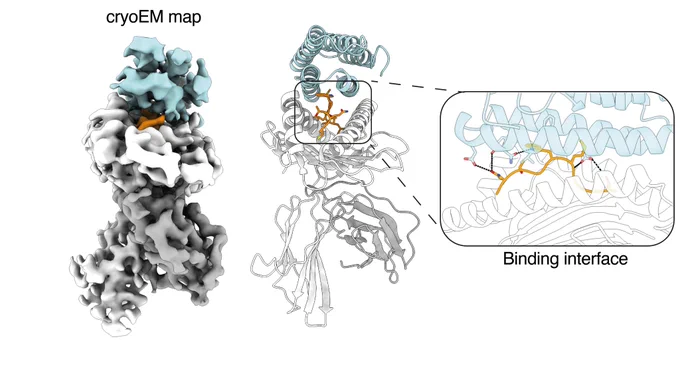 CryoEM map of NY-ESO-1/HLA-A*02:01-bound minibinder