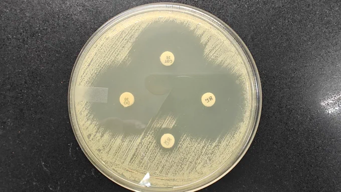 Antimicrobial susceptibility testing by Kirby bauer method, showing club shaped zones. Organism inoculated was Staphylococcus aureus.
