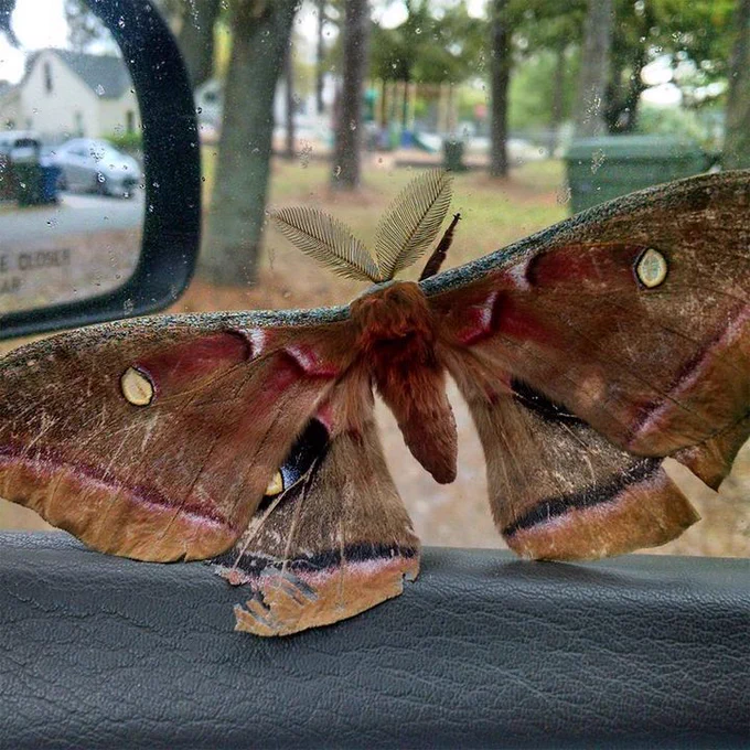 A tan-colored Polyphemus moth rests on a car window with a blurred background of trees and a house.
