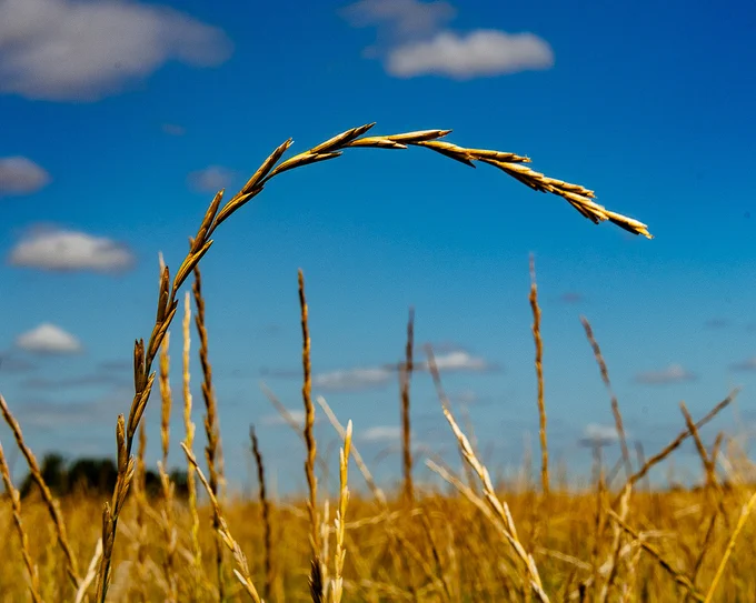 Close-up of a single golden stalk of Kernza grain bending against a bright blue sky with scattered clouds.