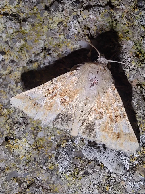 Blomster-stængelugle, Eremobia ochroleuca