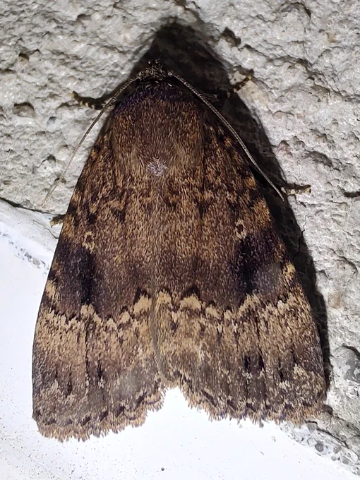Pyramideugle, Amphipyra pyramidea