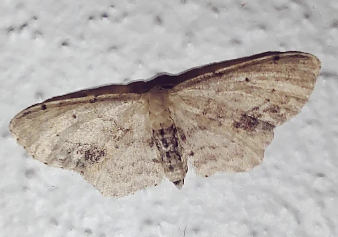 Sortplettet løvmåler, Idaea dimidiata