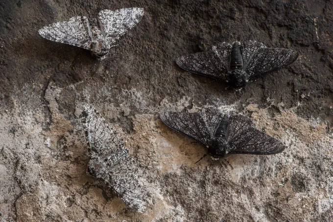 Recent research suggests that the famous case study of peppered moth evolution has a new twist: their intriguing coloration changes are driven by RNA molecules that don’t code for proteins. Just how common such cases are remains the subject of debate. 
Image credit: Shutterstock/IanRedding.
