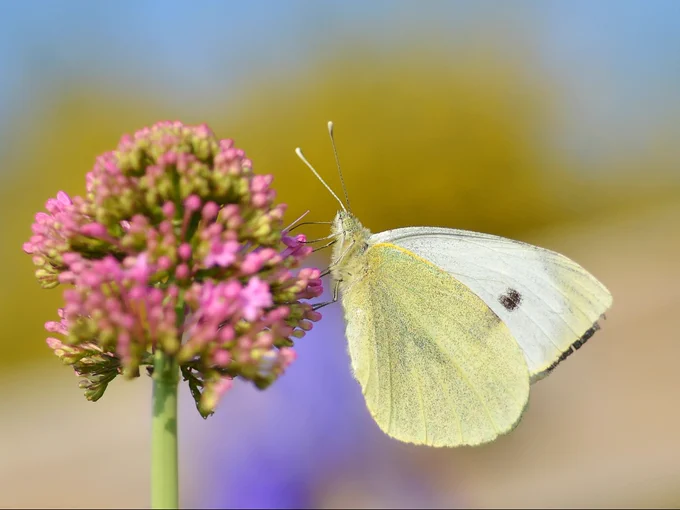 Large White butterfly feeding on a pink flower
