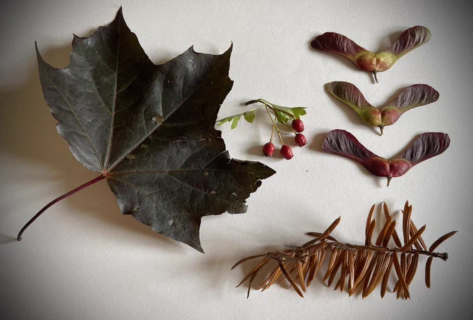 A collection of items fallen from trees on a white background: a sycamore leaf, hawthorn berries, dried yew needles, three sycamore seeds.
