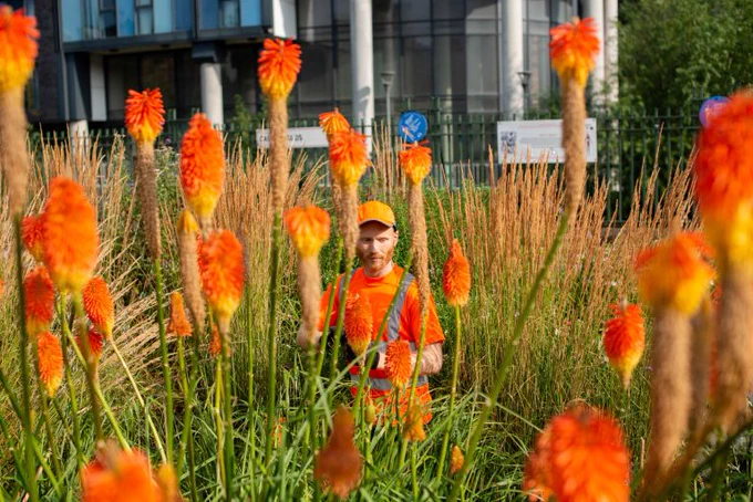 Man maintaining some planting as part of the Grey to Green development in Sheffield. Credit: Alastair Johnstone/ Climate Visuals