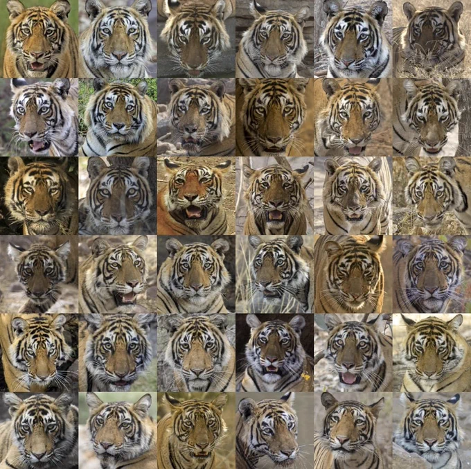 A collage of several tigers sampled in the study. Photo courtesy: Kaushal Patel