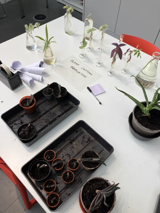 Plants on a table for a plant swap activity