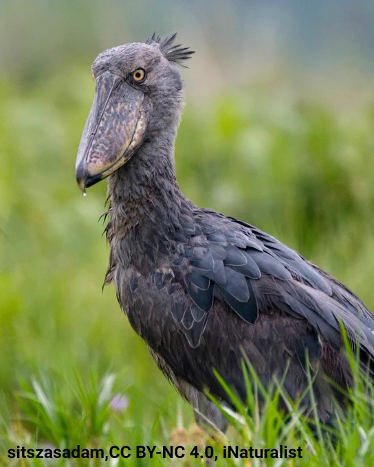 A photo of a Shoebill Stork surrounded by tall grass. The bird is gray in color. It has a large bill and its eyes are intense and yellow. 