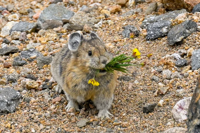 An adorable round American pika stands on rocky alpine terrain with a mouthful of green grasses and yellow wildflowers. 