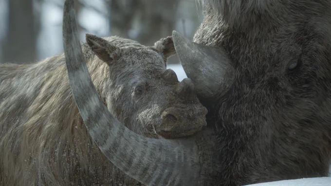 From the Apple TV  series Prehistoric Planet: Ice Age. A close-up image of a woolly rhinoceros.  