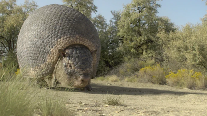 From the Apple TV  series Prehistoric Planet: Ice Age. A glyptodon crawls in a grassy, wooded terrain. 
