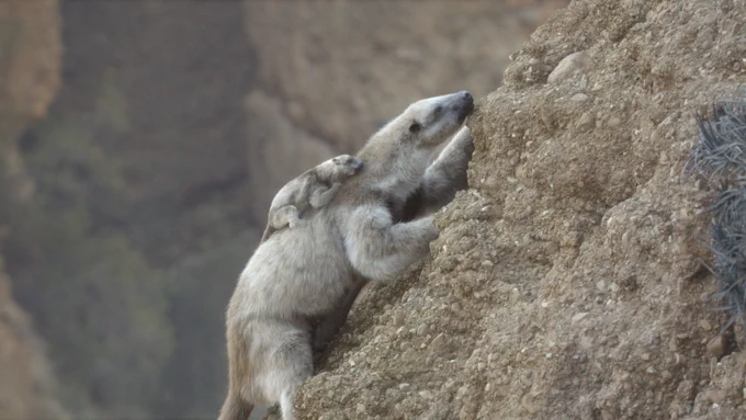 From the Apple TV  series Prehistoric Planet: Ice Age. A baby giant sloth holds on to its mothers back as she crawls uphill. 