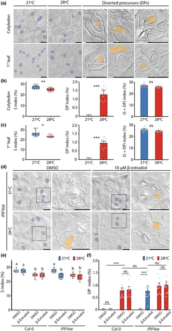 Warm temperature or PIF-4 overexpression induced diverted stomatal precursors and reduced the stomatal index.