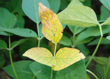 Yellowing and dead soybean leaf tissue symptomatic of taproot decline.