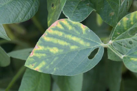 Triazole fungicide injury foliar symptoms appearing as leaf yellowing on soybean.