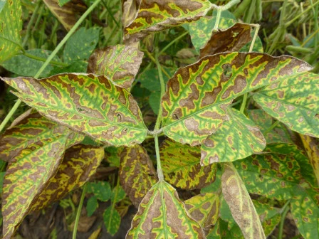 Characteristic foliar symptoms of sudden death syndrome on soybean appearing as dead and yellowing leaf tissue. 