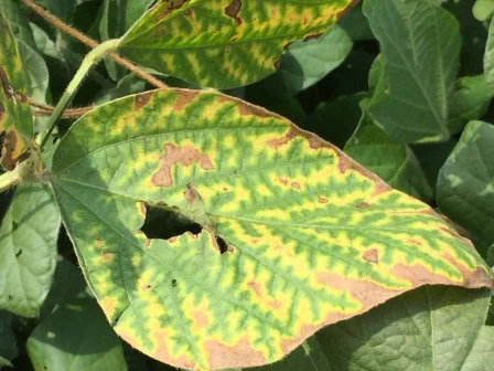 Yellowing and dead leaf tissue on soybean symptomatic of stem canker. 