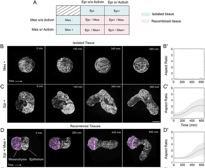 Fig. 2. Elongation behaviors of isolated and recombined explants in different conditions. (A) Table of isolation and recombined tissue experiments. Tissues are isolated with Activin or not and tested for elongation in isolation or recombined. This yields a total of eight conditions. (B-C′) Isolated mesenchyme and epithelial tissue experiments and their respective aspect ratio plots. N=5. (D-G′) Recombination experiments and their respective plots. Data are mean±s.d. N=5 for all conditions. Scale bars: 100 µm
