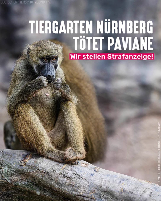 Ein Pavian sitzt auf einem Felsen. Bildtext: Tiergarten Nürnberg tötet Paviane. Wir stellen Strafanzeige!