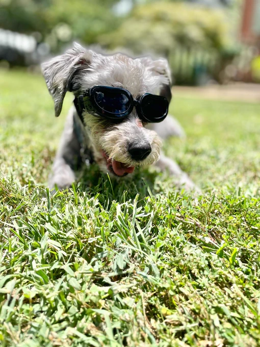 A small dog with silky gray fur wearing sunglasses, lying on green grass in full sunshine.