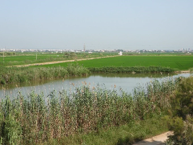 Tancat de la Pipa, área de reserva natural de la Confederación Hidrográfica del Júcar en el Parque Natural de l' Albufera.