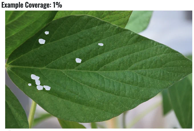 Soybean leaflet with 1 percent simulated defoliation.