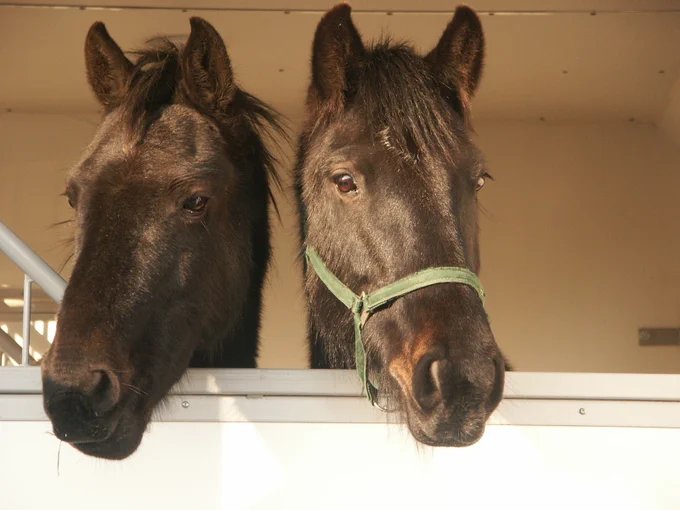 Two horses have their heads over the door of their horsebox.
