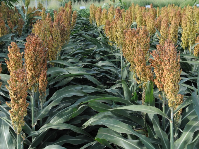 grain sorghum crop in the field