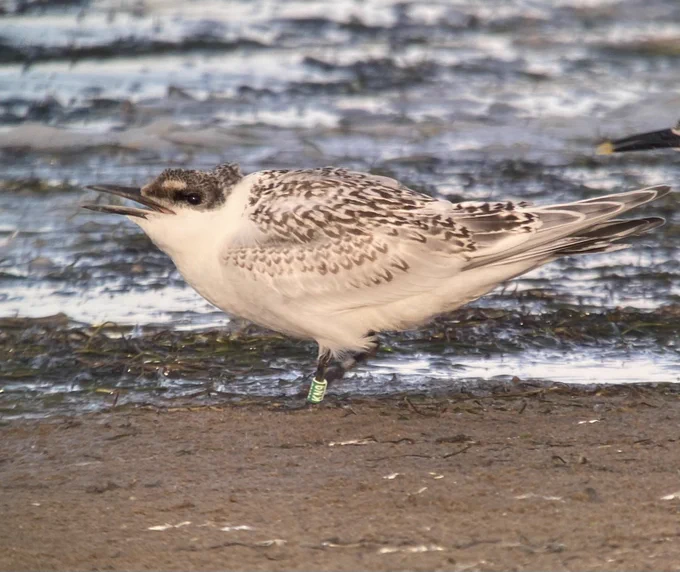 KN9, one of 30 juvenile Sandwich terns from Scolt head seen at Beacon ponds