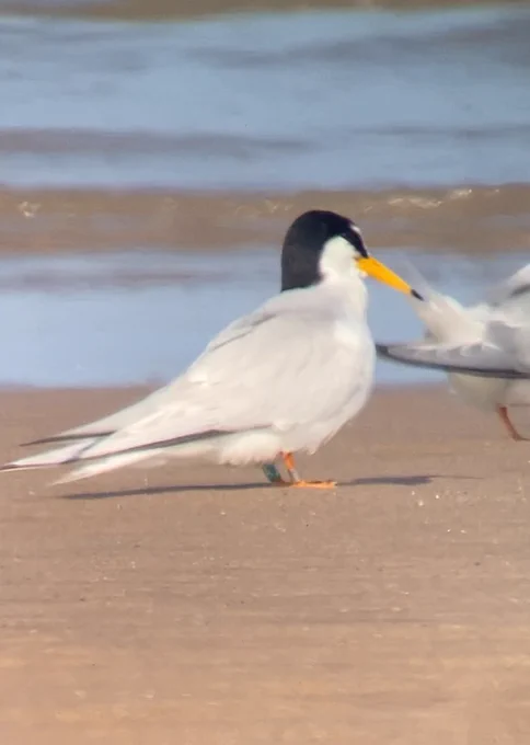 Little tern green HKL. Originally ringed at Beacon ponds in 2013 its colour ring was added in 2024 in Senegal
