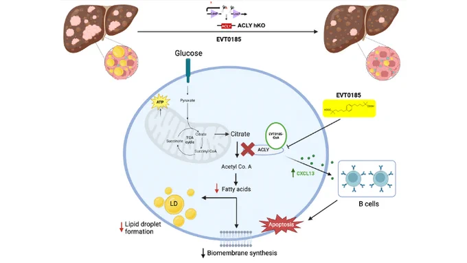 Schematic summary illustrating genetic or pharmacologic inhibition of ACLY  enhances tumor immunogenicity and resolves MASH-Driven HCC.
