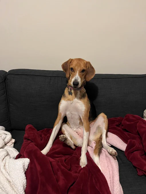 A treeing walker coonhound sitting upright on a sofa, surrounded by red and white blankets.