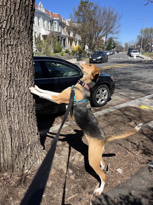 A treeing walker coonhound on a leash stands on a tree trunk next to a parked car on a sunny day, with buildings and trees in the background.